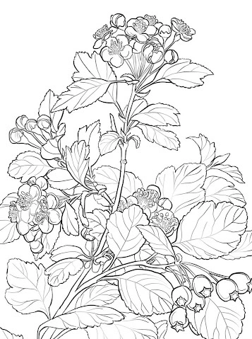 Kolorowanka głóg dwuszyjkowy